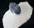 Beautiful Hollardops Trilobite - Foum Zguid #14292-3